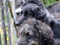 Puppys van Bliss040622-0047